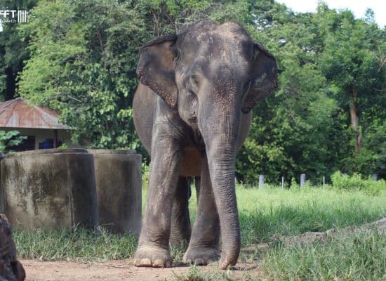 Elephant rehabilitation in Thailand"