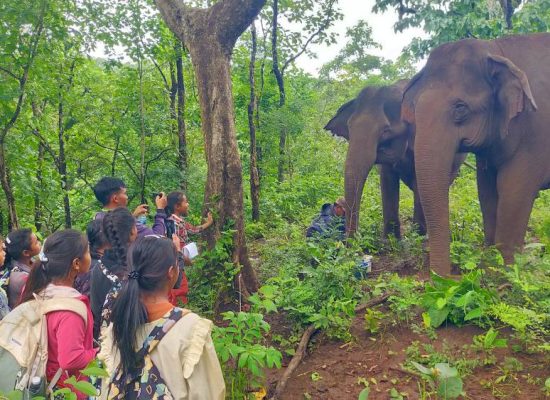Elephants Roaming Free in Cambodia"