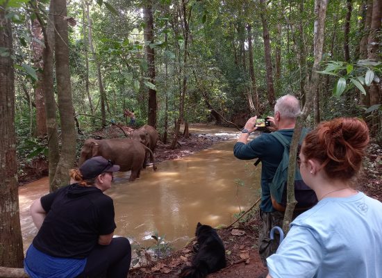 Elephants at the river in Cambodia"