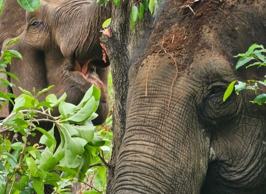 Elephants together in the jungle"
