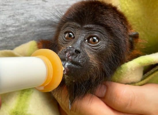 Feeding a baby monkey in Peru"