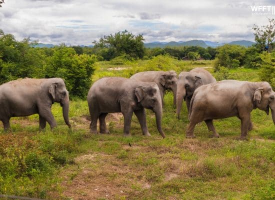 Group of Elephants at the Thailand Sanctuary"