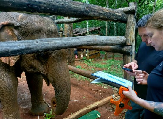 Health Checks for a rescued Cambodian Elephant"
