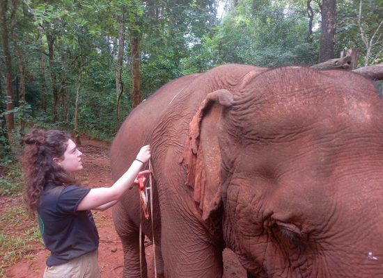 Healthcare for a Cambodian Elephant"