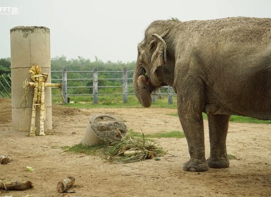 Lunch for an Asian Elephant"