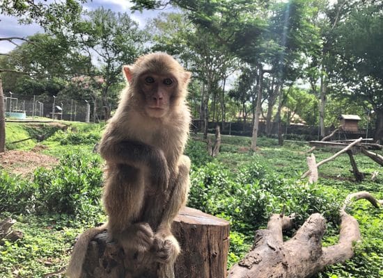 Monkey in enclosure in Laos"