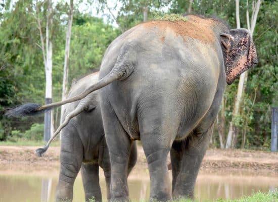 Mother and baby elephant in Thailand"