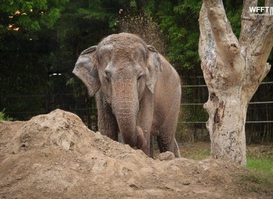 Mud bath for a rescued elephant at the sanctuary"