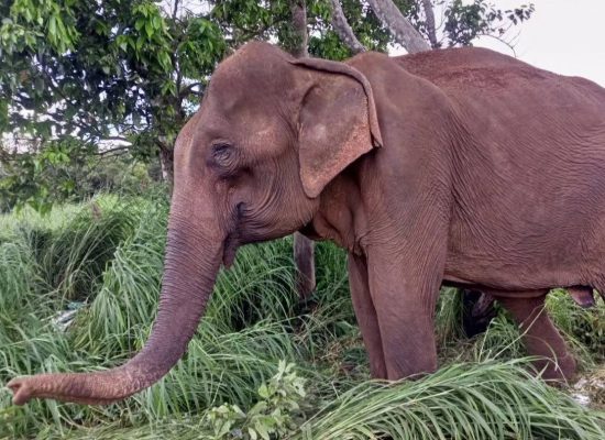 Rehabilitaion of an Elephant in Cambodia"