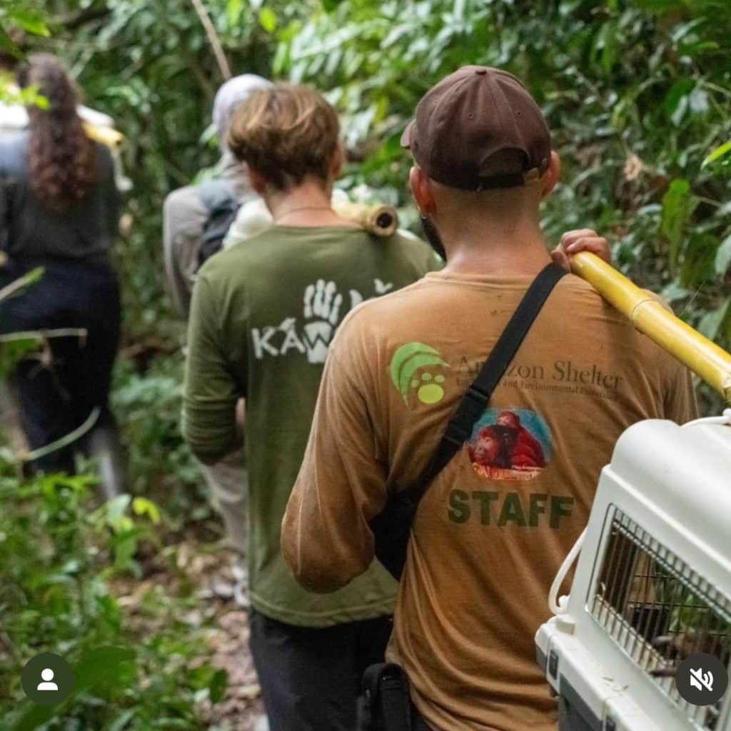 Rehabilitated monkeys being released back into the Amazon rainforest