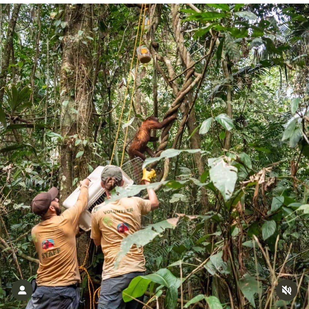 Releasing a Monkey back to the Amazon Rainforest A rescued monkey being released back into the rainforest
