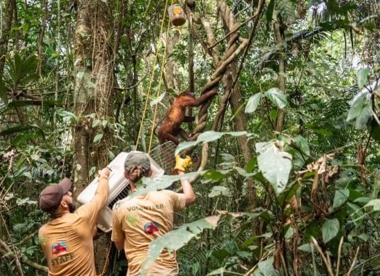 Releasing a Monkey back to the Amazon Rainforest"