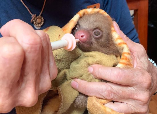 Rescued Baby Sloth in Peru"