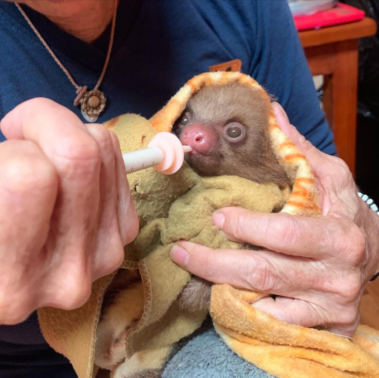 Rescued baby sloth being cared for at a wildlife sanctuary in the Peruvian Amazon