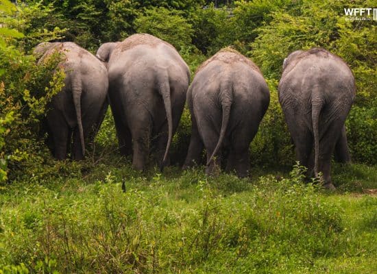 Rescued Elephants in Asia roaming free"