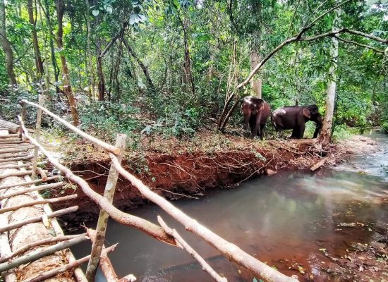 Rescued Elephants in the Cambodian Forest"