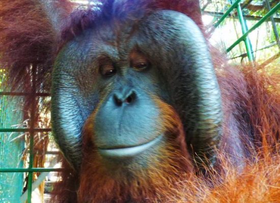 Rescued Orangutan in Indonesia"