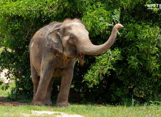Rescued elephant enjoying freedom"