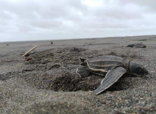 Sea Turtle Conservation in Latin America"