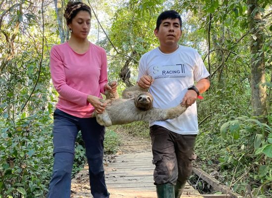 Sloth Release Peru"