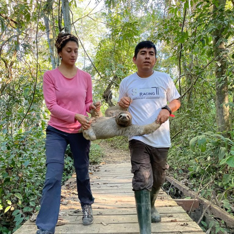 Volunteers releasing a rescued sloth back into the Amazon rainforest in Peru