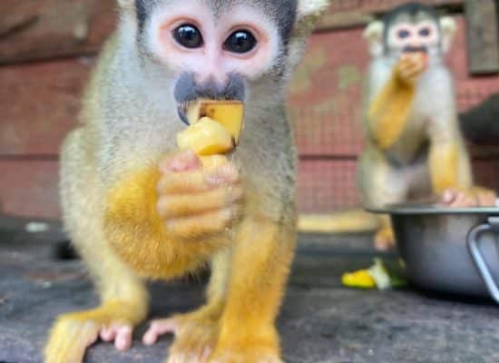Squirrel Monkeys in Peru"