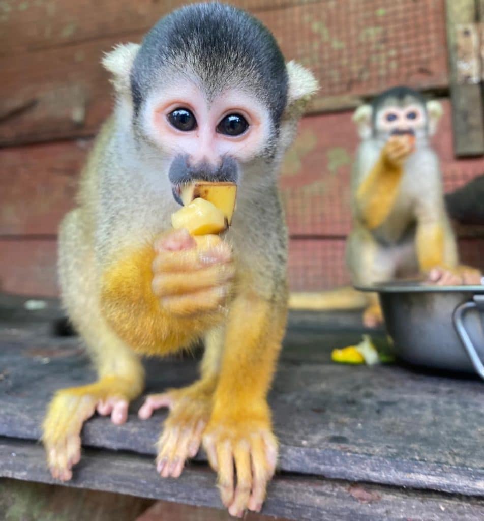 Squirrel monkeys at the wildlife sanctuary in the Peruvian Amazon