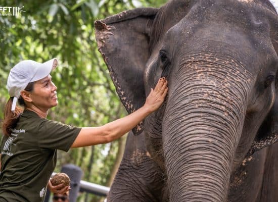 Staff comforting a rescued elephant"