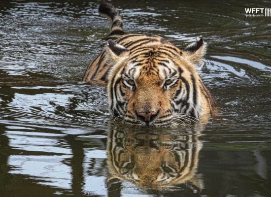 Volunteer help for Tigers in Thailand"