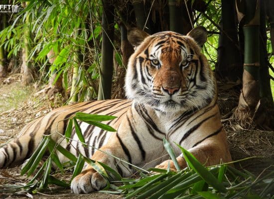 Volunteer to help Tigers in Asia"