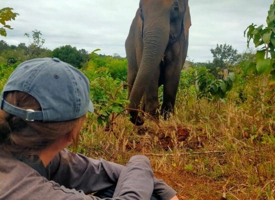 Volunteer with Elephant at the Sanctuary"