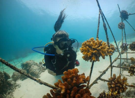 Volunteering in Reef Conservation"
