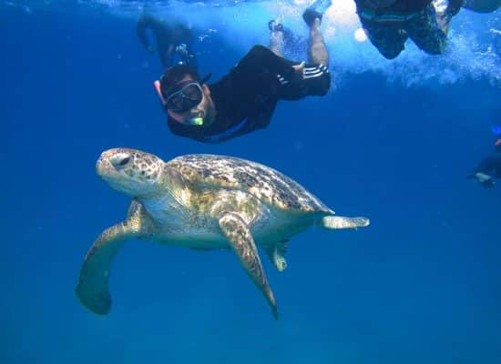 Volunteering to help sea Turtles in Malaysia"