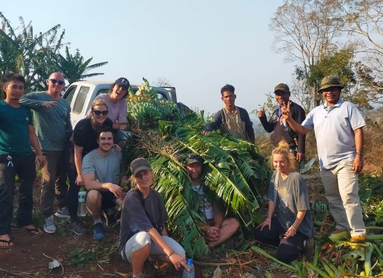 Volunteers working with Elephants in Cambodia"
