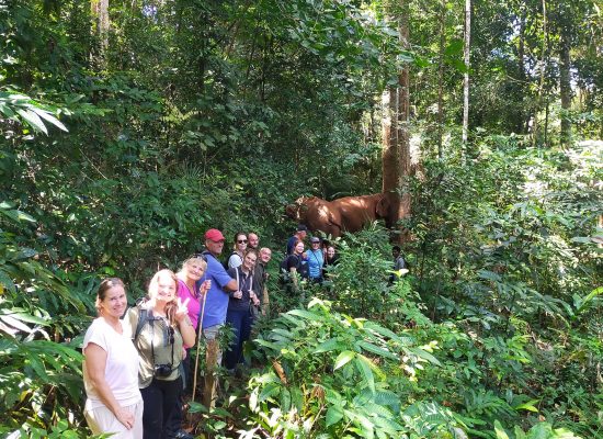 Walking the Elephants into the Forest"