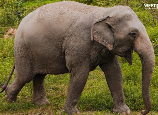 Young rescued Elephant in Thailand"