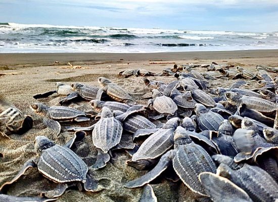 Baby Sea Turtles in Costa Rica"