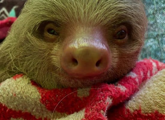 Rescued Baby Sloth in Peru"