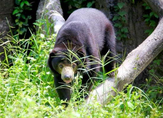 Bear in Thailand"