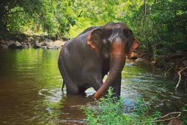 Rescued Elephant in Cambodia"