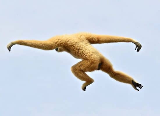 Gibbon in Asia"