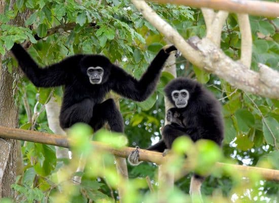 Gibbons in Thailand"