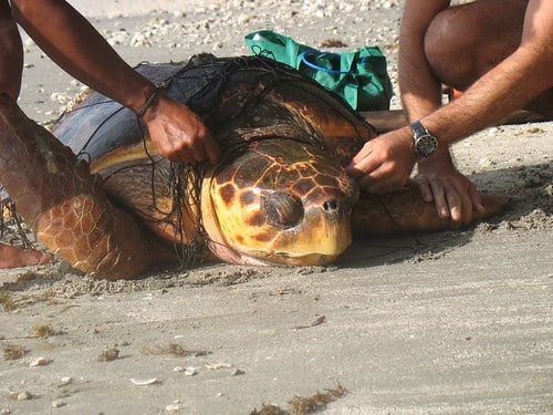 Volunteering with Sea Turtles