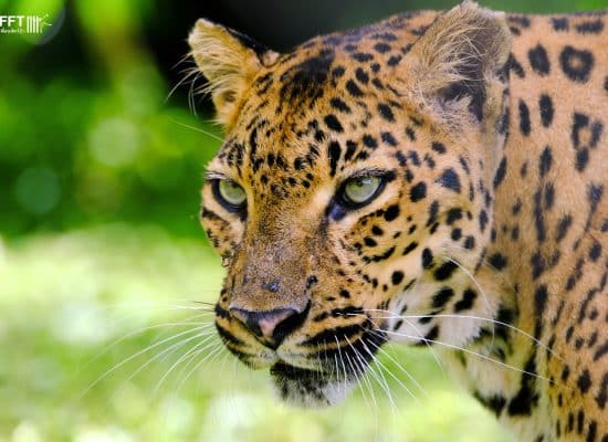 Indochinese Leopard in Thailand"