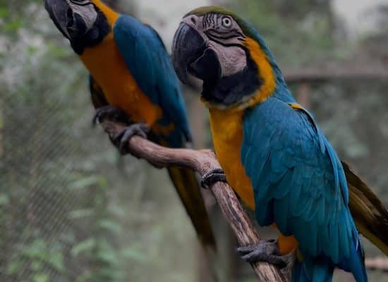 Macaws at the Peru Rescue Shelter"