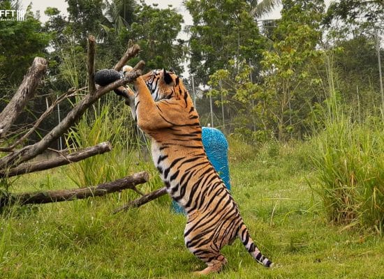 Tiger at the Thailand Sanctuary"