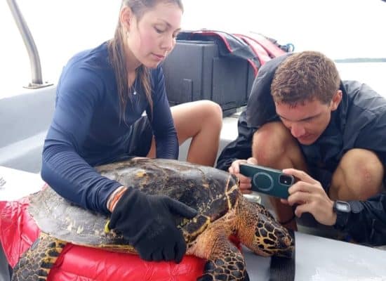 Volunteering in Costa Rica with Sea Turtles"
