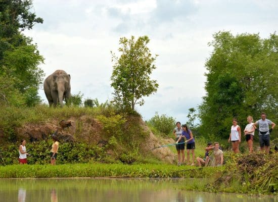 Volunteers with Elephant in Thailand"