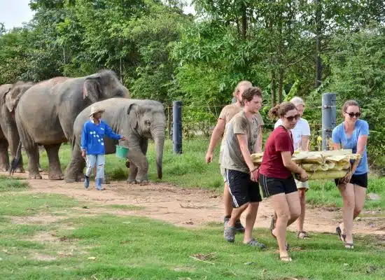 Volunteers with Elephant in Thailand