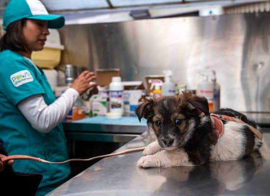 Village dog visiting our mobile clinic"